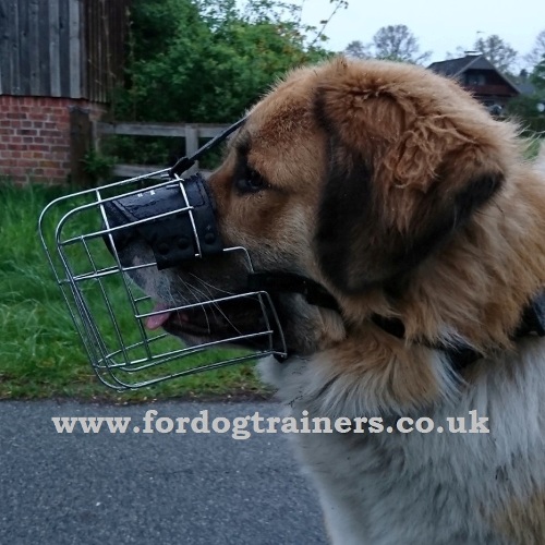 Caucasian Shepherd Muzzle Size