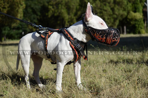 English Bull Terrier Dog Muzzle