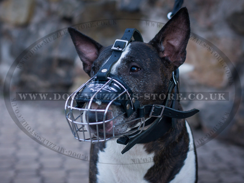 English Bull Terrier Muzzle UK Best Dog Muzzle for Bull
