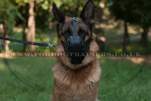 German Shepherd Muzzle UK