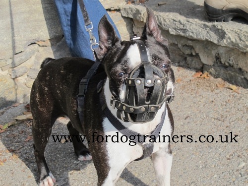 French Bulldog Mesh Muzzle