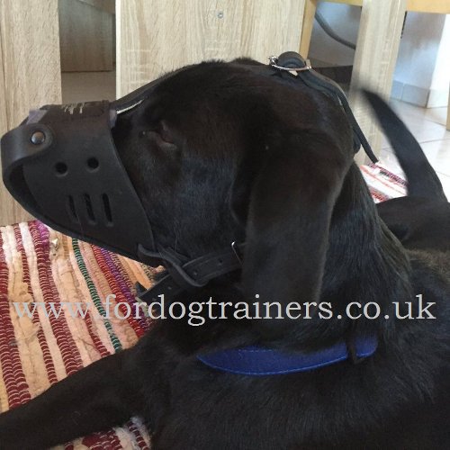 Comfortable Labrador Muzzle UK