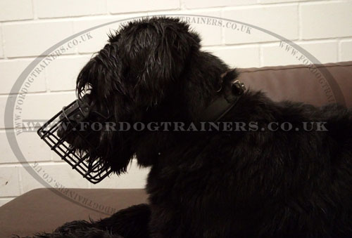 Giant Schnauzer Muzzle