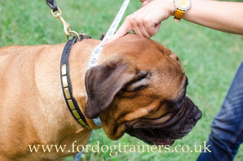 How to measure dog for good fit dog muzzle Dog muzzle dog