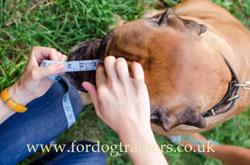 dog snout length