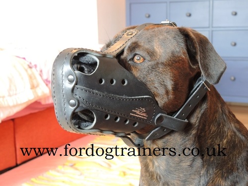 Rottweiler Dog Muzzle K9