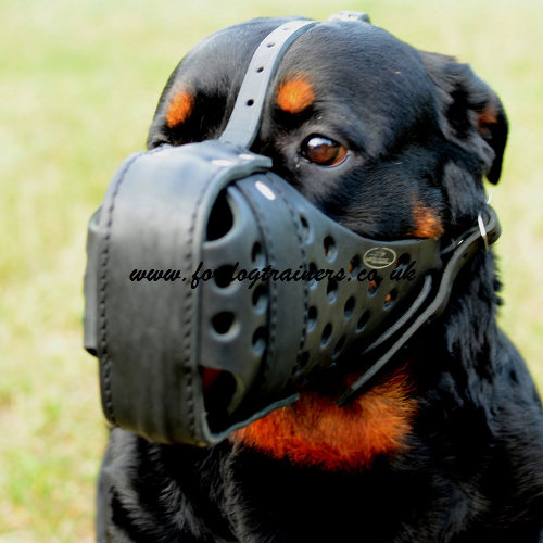 attack dog muzzle