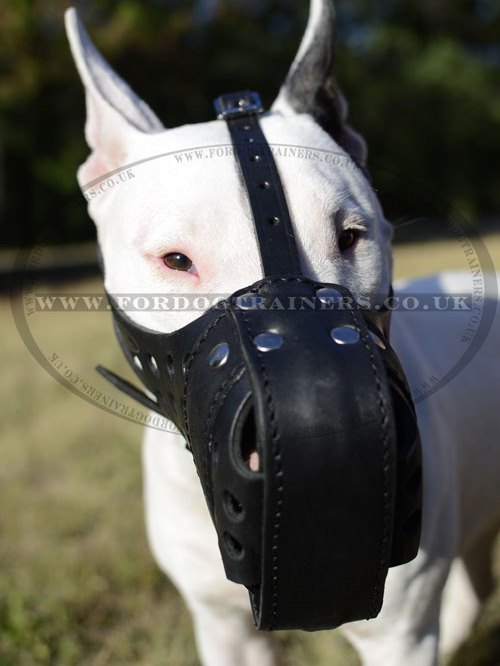 Leather Basket Muzzle for English Bull Terrier