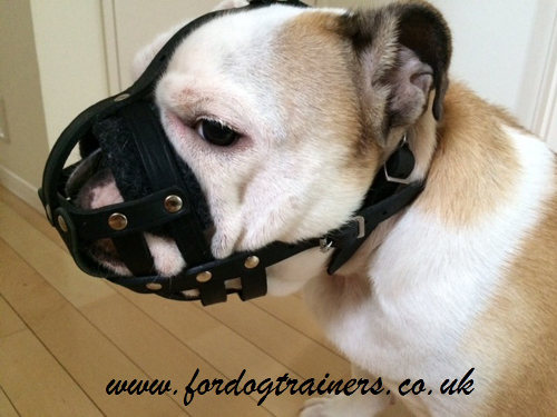 Leather Dog Muzzle