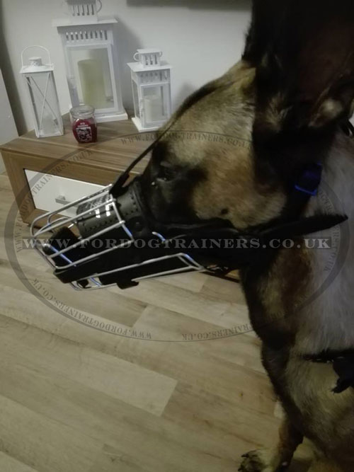 Belgian Malinois Dog Muzzle