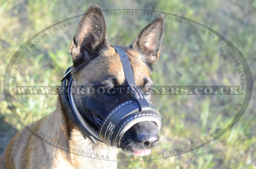 No Bark Dog Muzzle for Belgian Malinois