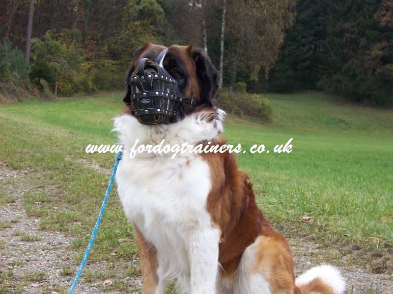 Soft Leather Dog Muzzle for St Bernard Dog Breed Dog Muzzle for St