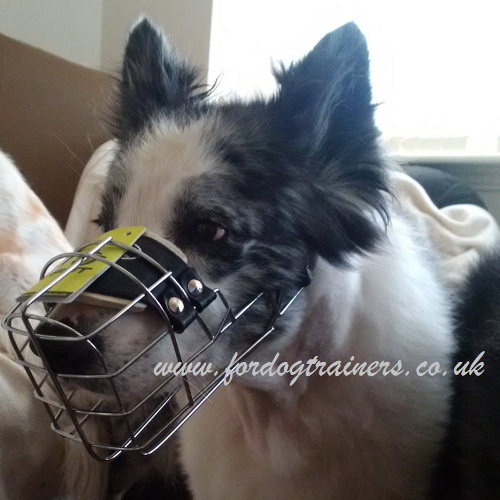 Border Collie muzzle