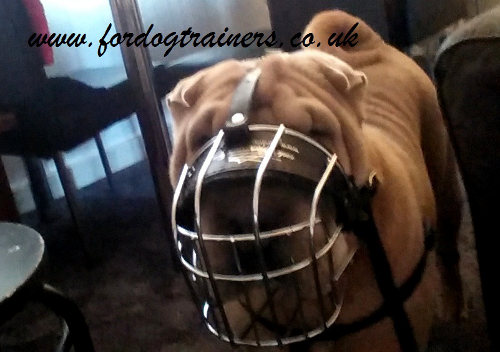 Shar Pei muzzle