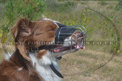 basket dog muzzle for australian shepherd