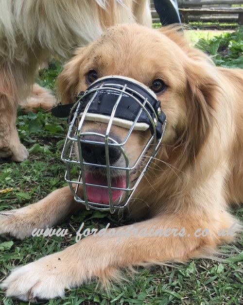 Wire dog muzzle