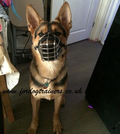 German Shepherd muzzle with padded wire basket