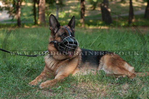 best dog muzzle to stop dog eating feces