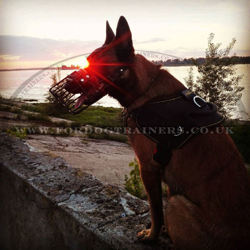 Buy Belgian Malinois Muzzles UK Online