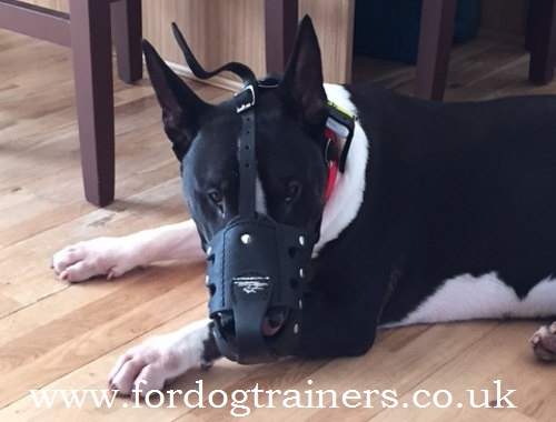 Leather Dog Muzzle for Bull Terrier