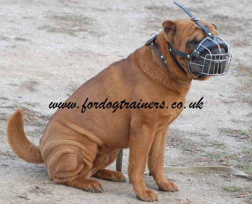 Shar Pei muzzle