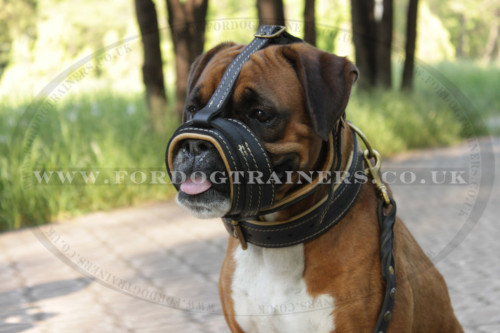 Boxer Dog Muzzle to Stop Dog Barking