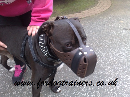 american bulldog muzzle uk