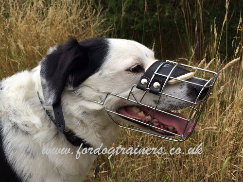 Collie muzzle