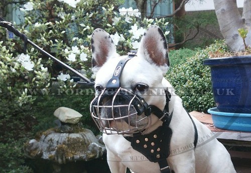 Best French Bulldog Muzzle Size