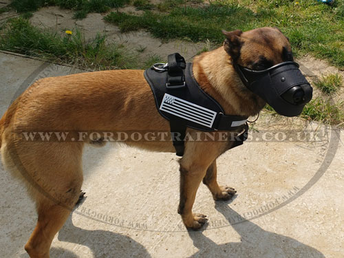 Belgian Malinois Muzzle that Allows Dog Breathe Free