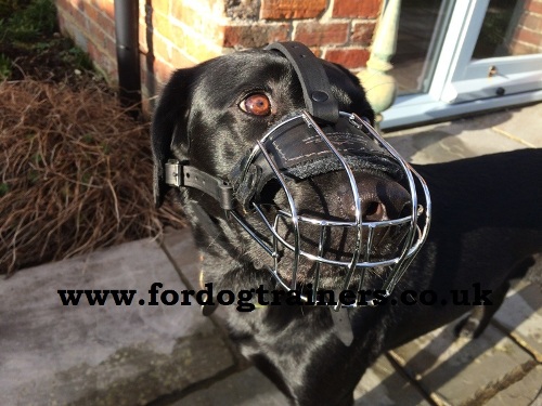 The Best Labrador Muzzles UK