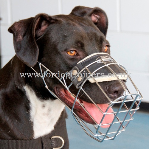 Padded Dog Muzzle for Pitbull