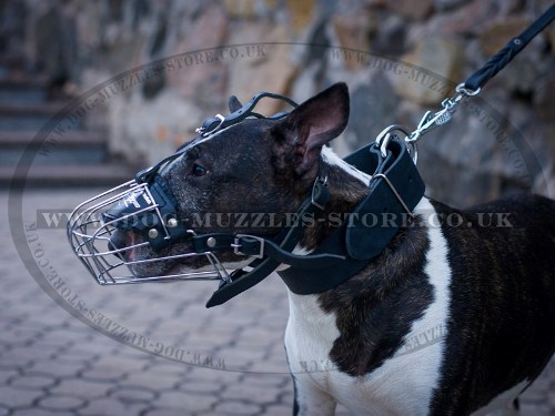 English Bull Terrier Muzzle Size