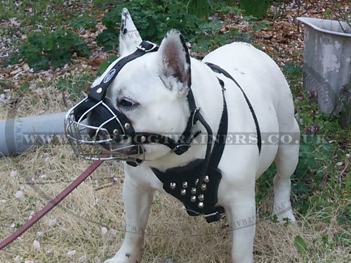 Best Dog Muzzle for French Bulldog Muzzle Size