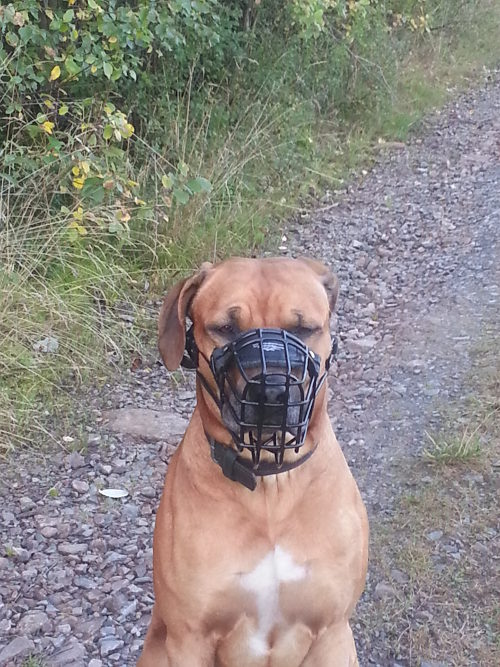 Rhodesian Ridgeback Size Muzzle