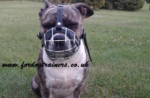 best dog muzzle