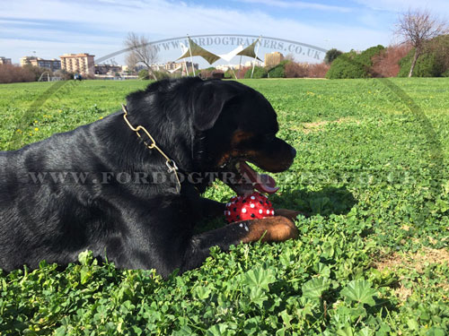 Rubber Ball for Dog