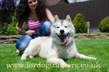 dog veterinarian visiting