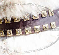 Dog Walking Collars | Husky Collars with Brass Caterpillar Style