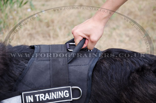 dog walking harness with handle for Caucasian Shepherd UK