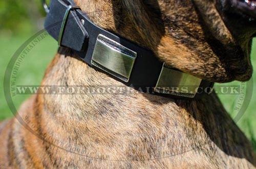 boxer dog collars for dogs walking