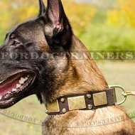 Dogs Collars for Shepherd Dogs with Plates