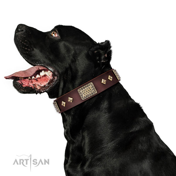 Brown Dog Collar for Big Dogs