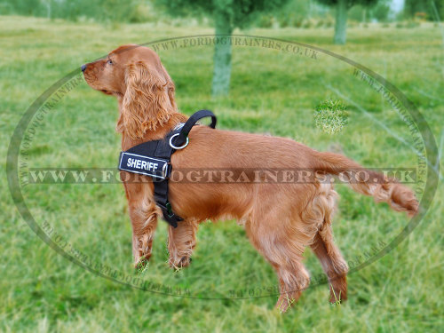 nylon dog harness with handle UK