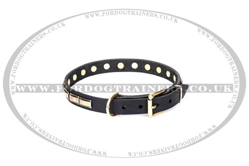 stylish dog collar buy UK