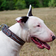 English Bull Terrier Collar Barbed Wire Painted Style