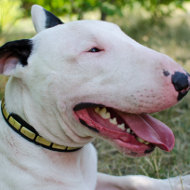 English Bull Terrier Collar Necklace Style with Brass Plates