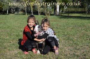 english bull terrier