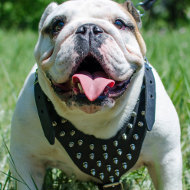 English Bulldog Harness Spiked | Harness for British Bulldogs