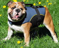 English Bulldog Harness with Handle | Dog Coat for Outdoors